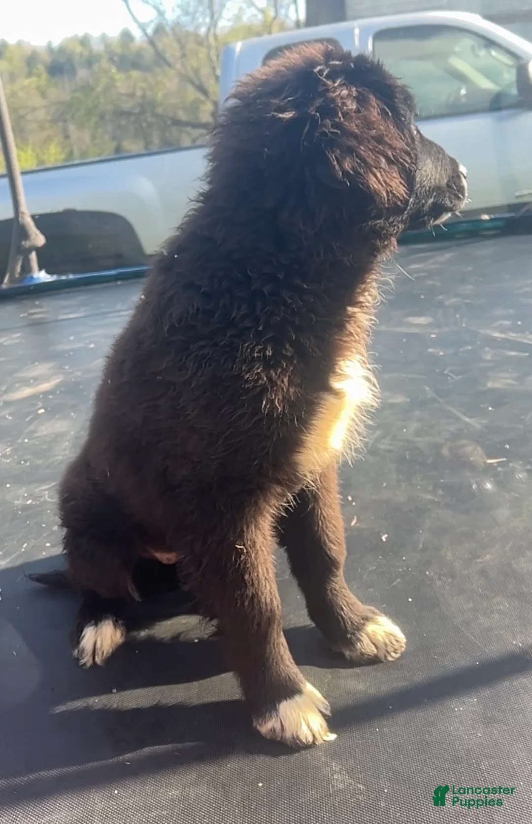 Mixed Breed dogs for sale: Daisy - Ad 2
