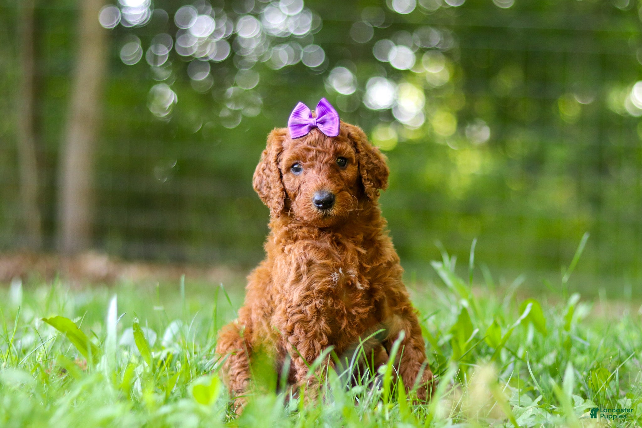 Standard Poodle dogs Bonnie - Ad 2