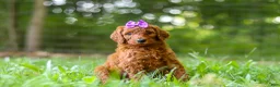 Standard Poodle dogs for sale: Bonnie - Ad 2