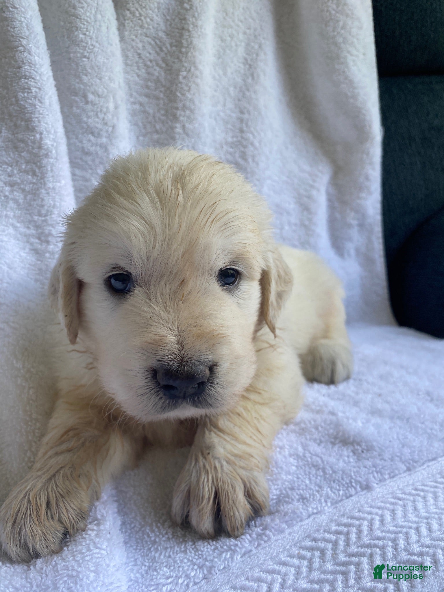 Golden Retriever dogs Alabaster AKC Cream Golden Retriever Male  - Ad 20
