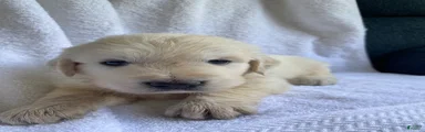 Alabaster AKC Cream Golden Retriever Male 
