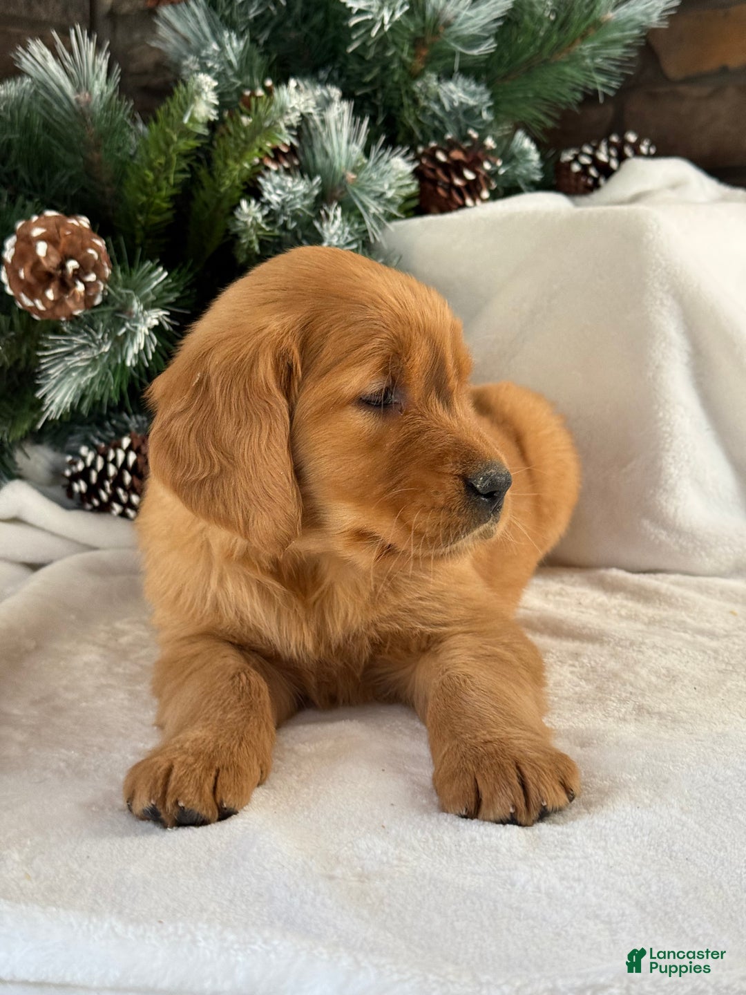 Golden Retriever dogs for sale: Archie  - Ad 4