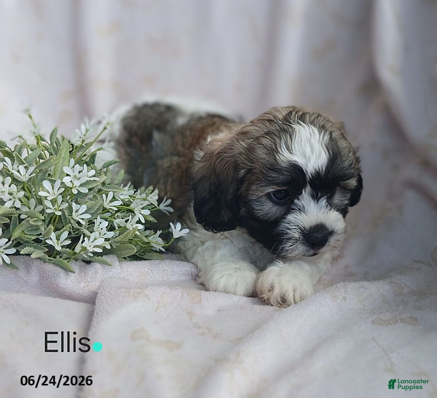 Teddy Bear dogs Ellis - Ad 2
