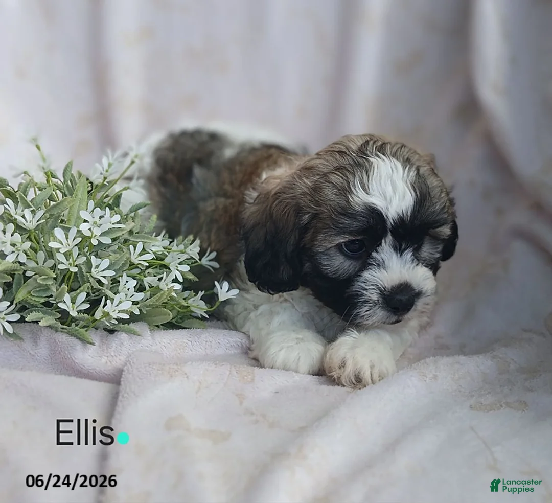 Teddy Bear dogs for sale: Ellis - Ad 2