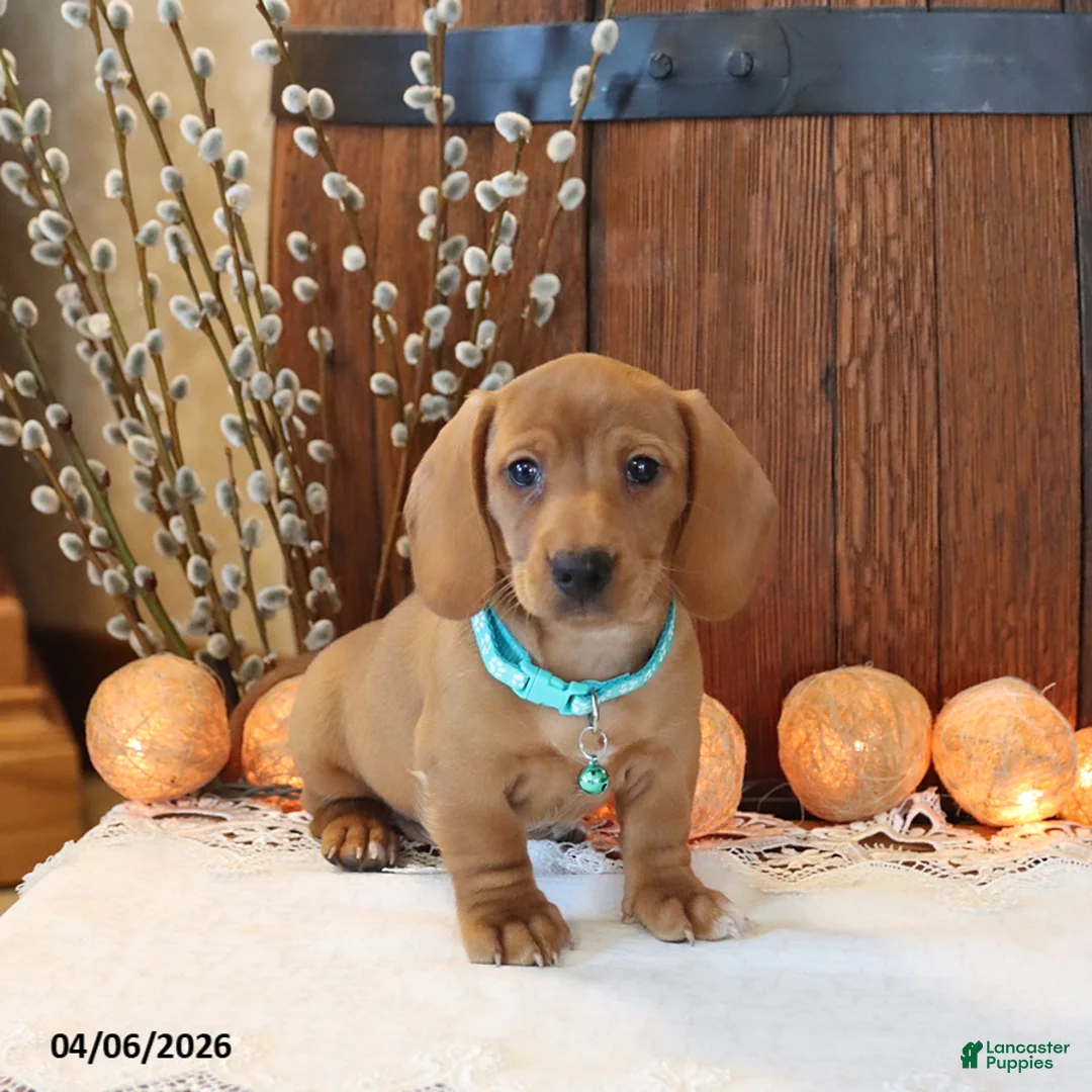 Miniature Dachshund dogs for sale: Scout - Ad 1