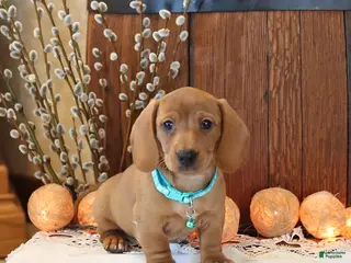 Miniature Dachshund dogs for sale: Scout - Ad 2