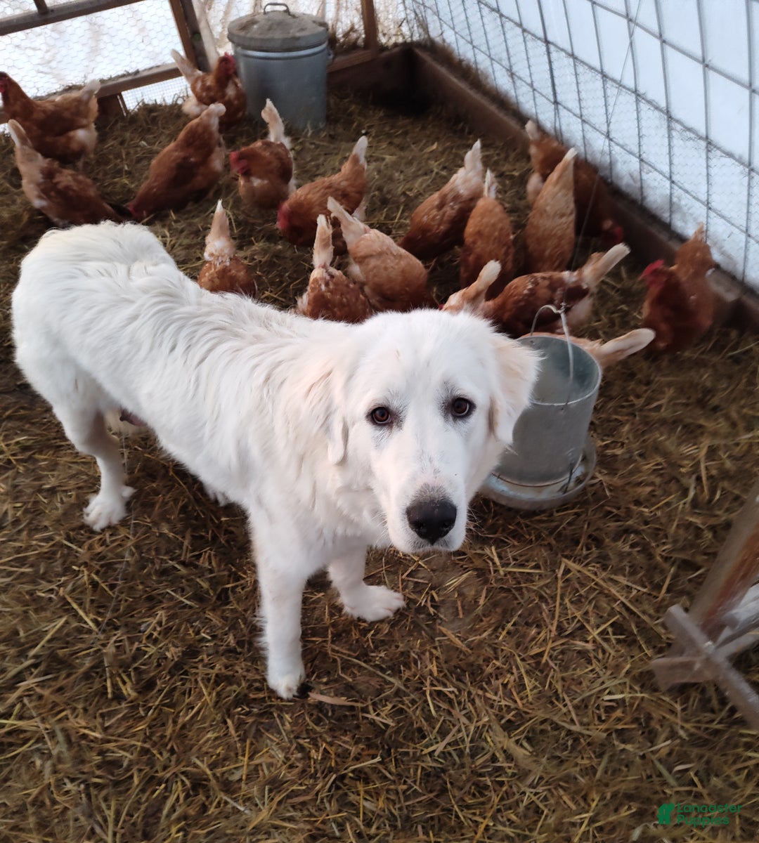 Great Pyrenees dogs for sale: Cardozo - Ad 2