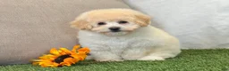 Bichpoo dogs for sale: Kira - Ad 6