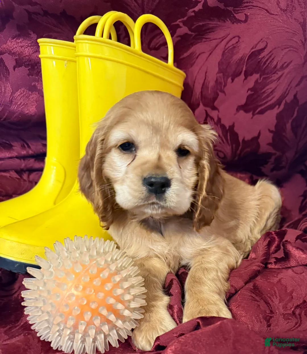 Cocker Spaniel dogs for sale: Cocker Spaniel Puppy FERN - Ad 1