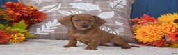Miniature Dachshund dogs for sale: Flopsy - Ad 4