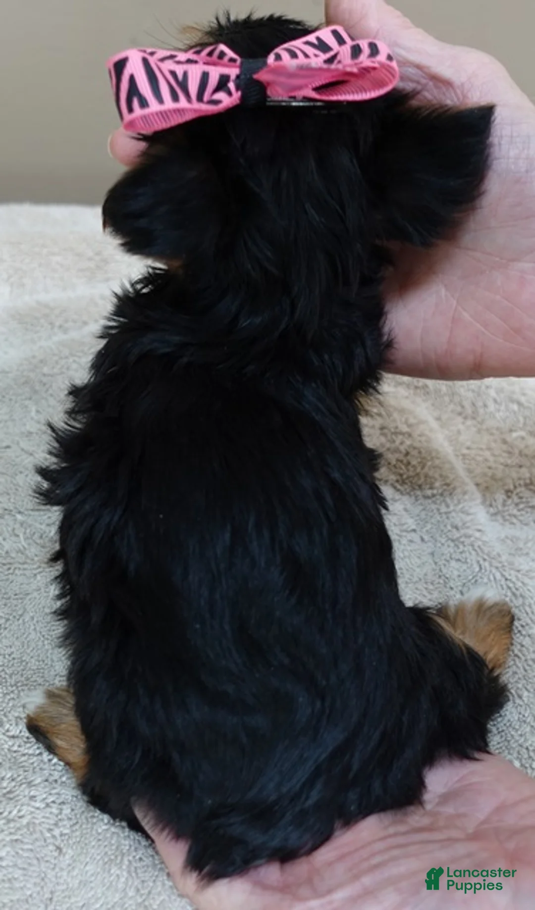 Yorkshire Terrier dogs for sale: Blossom 1 lb 6 ozs - Ad 11