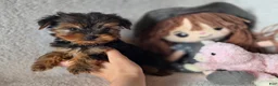 Yorkshire Terrier dogs for sale: Arwen - Ad 3