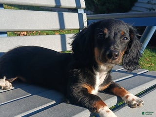 Miniature Dachshund dogs - Ad 39