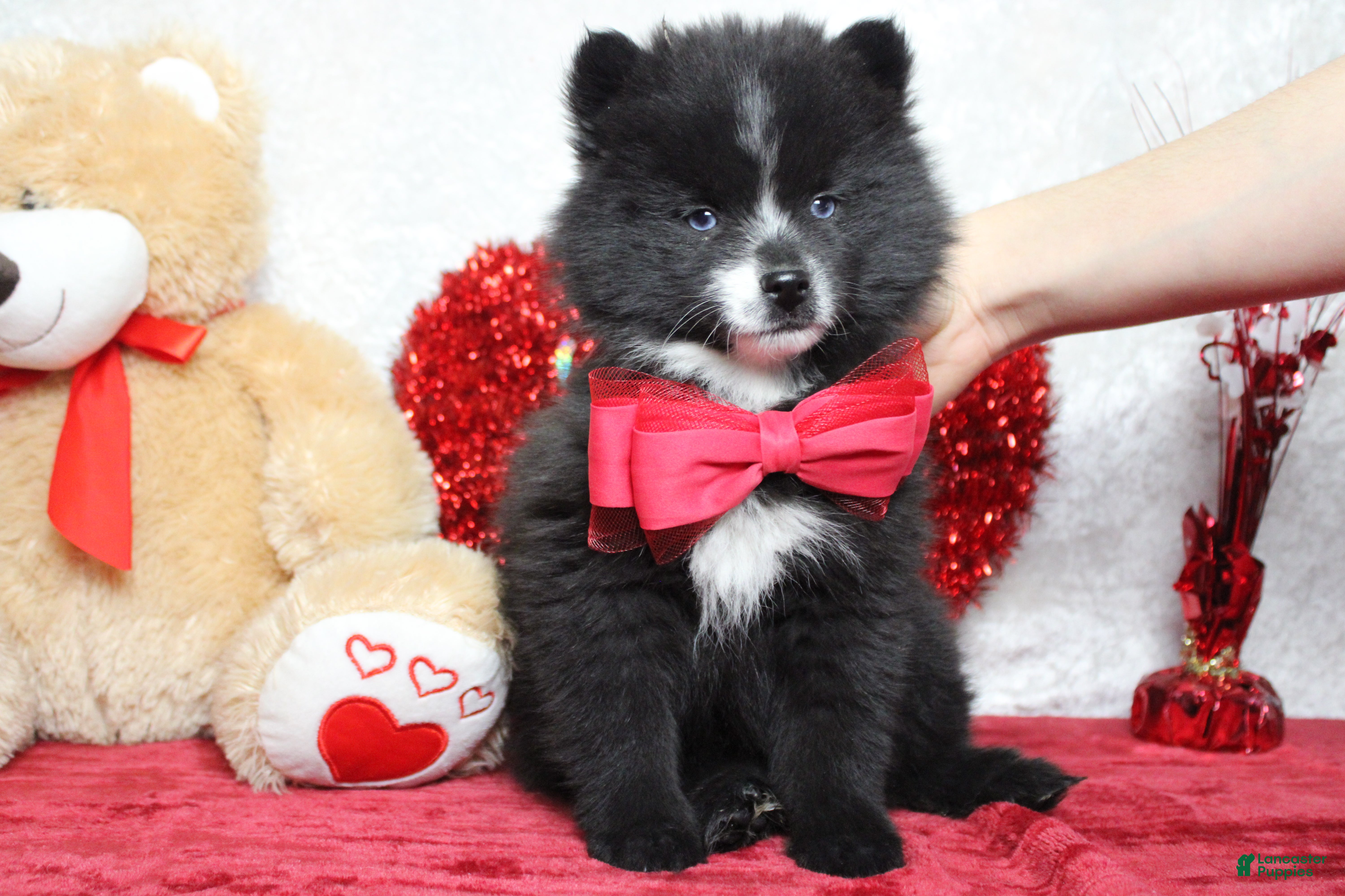 Pomsky dogs Luey  - Ad 11