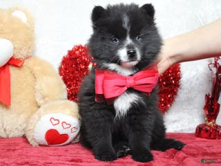 Pomsky dogs Luey - Ad 11