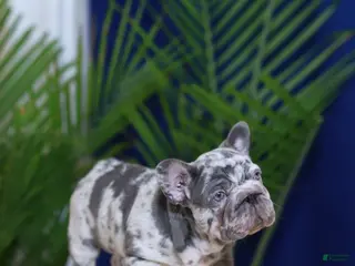 French Bulldog dogs Monica - Ad 42