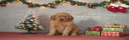 Golden Retriever dogs for sale: Daisy - Ad 1