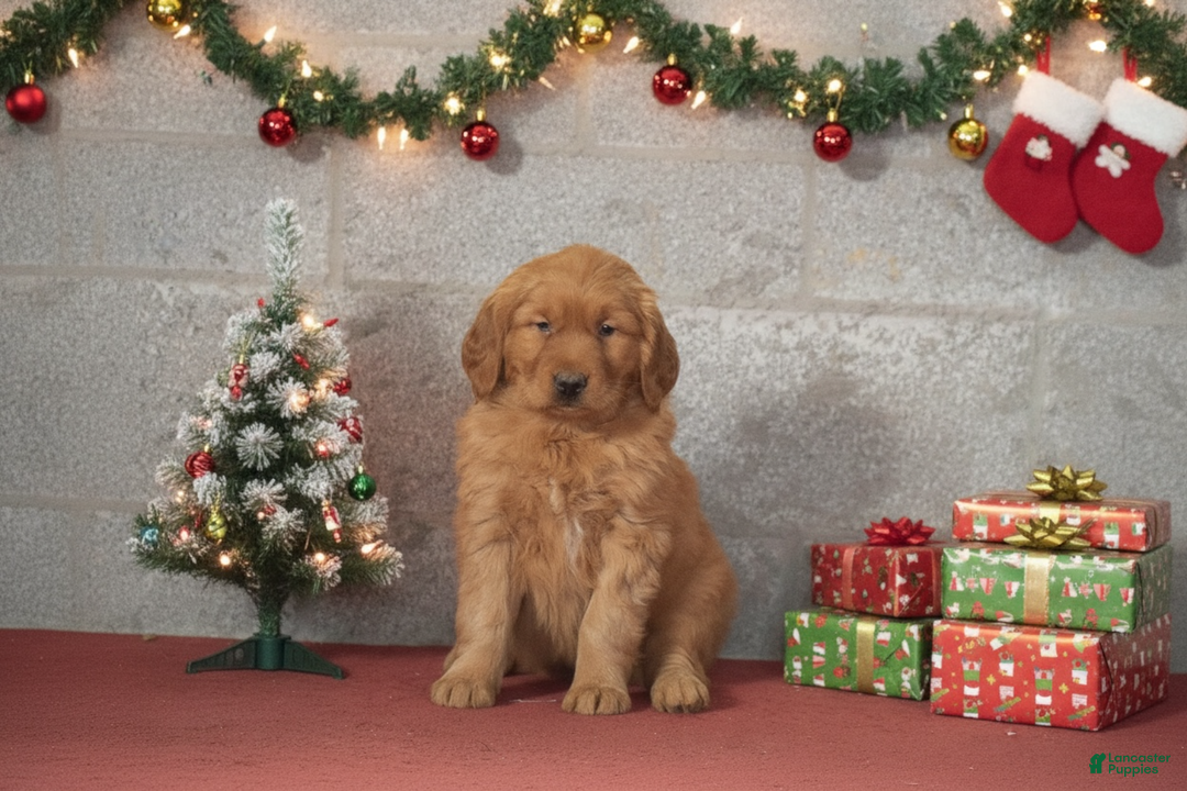 Golden Retriever dogs for sale: Daisy - Ad 1