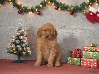 Golden Retriever dogs Daisy - Ad 1