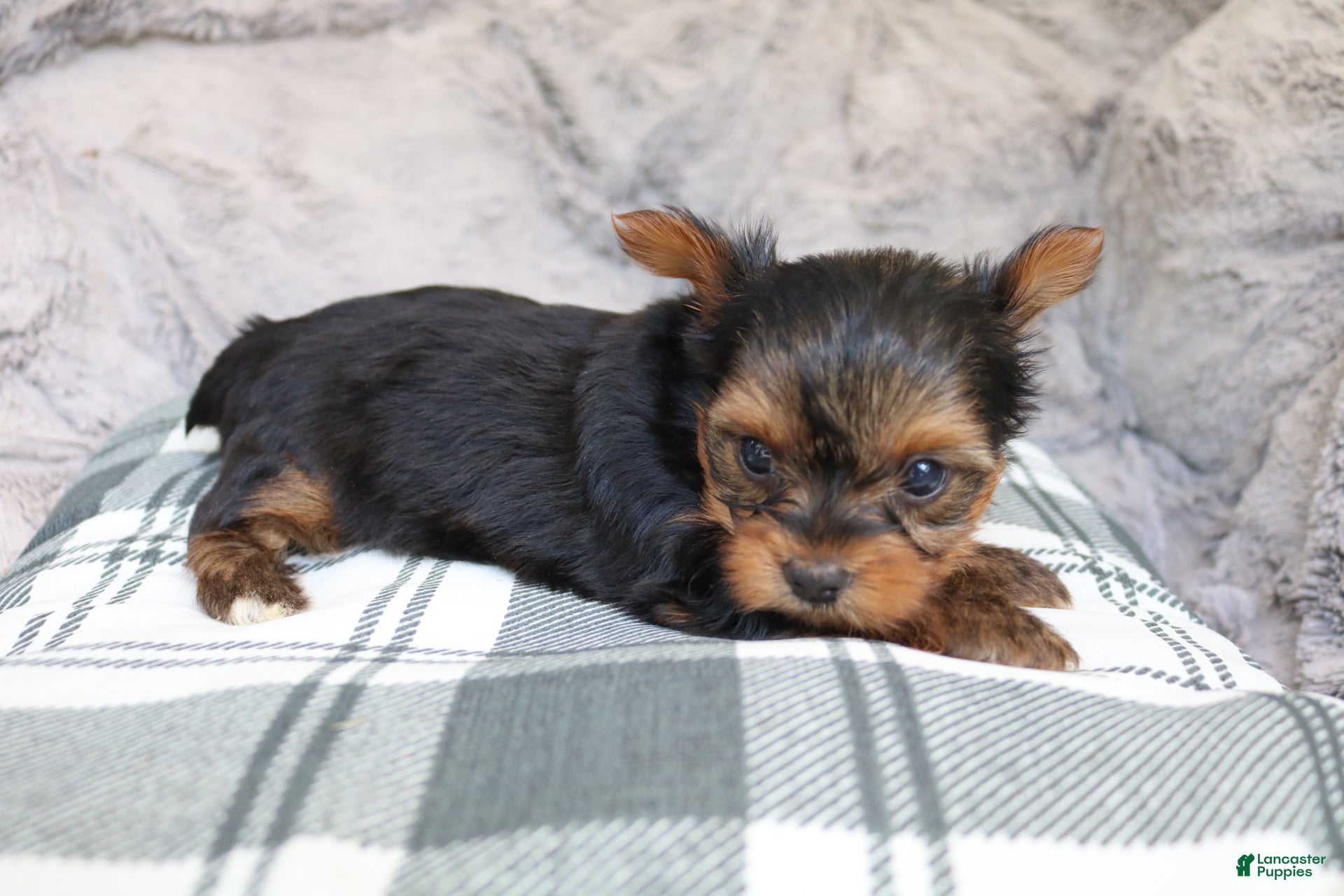 Yorkshire Terrier dogs for sale: Maddie - Ad 4