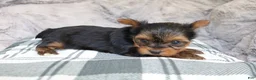 Yorkshire Terrier dogs for sale: Maddie - Ad 1