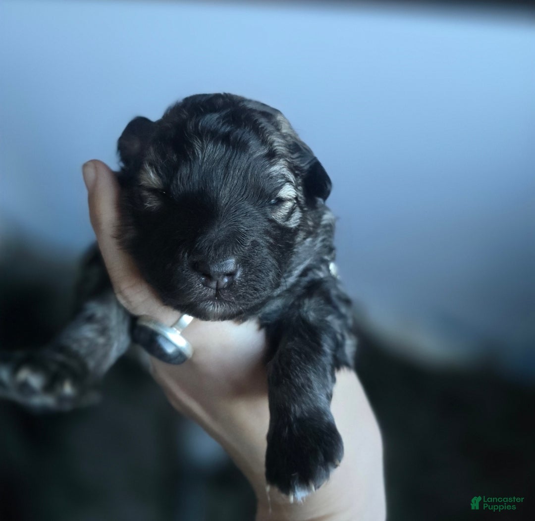 Mixed Breed dogs for sale: Eclipsa  - Ad 7