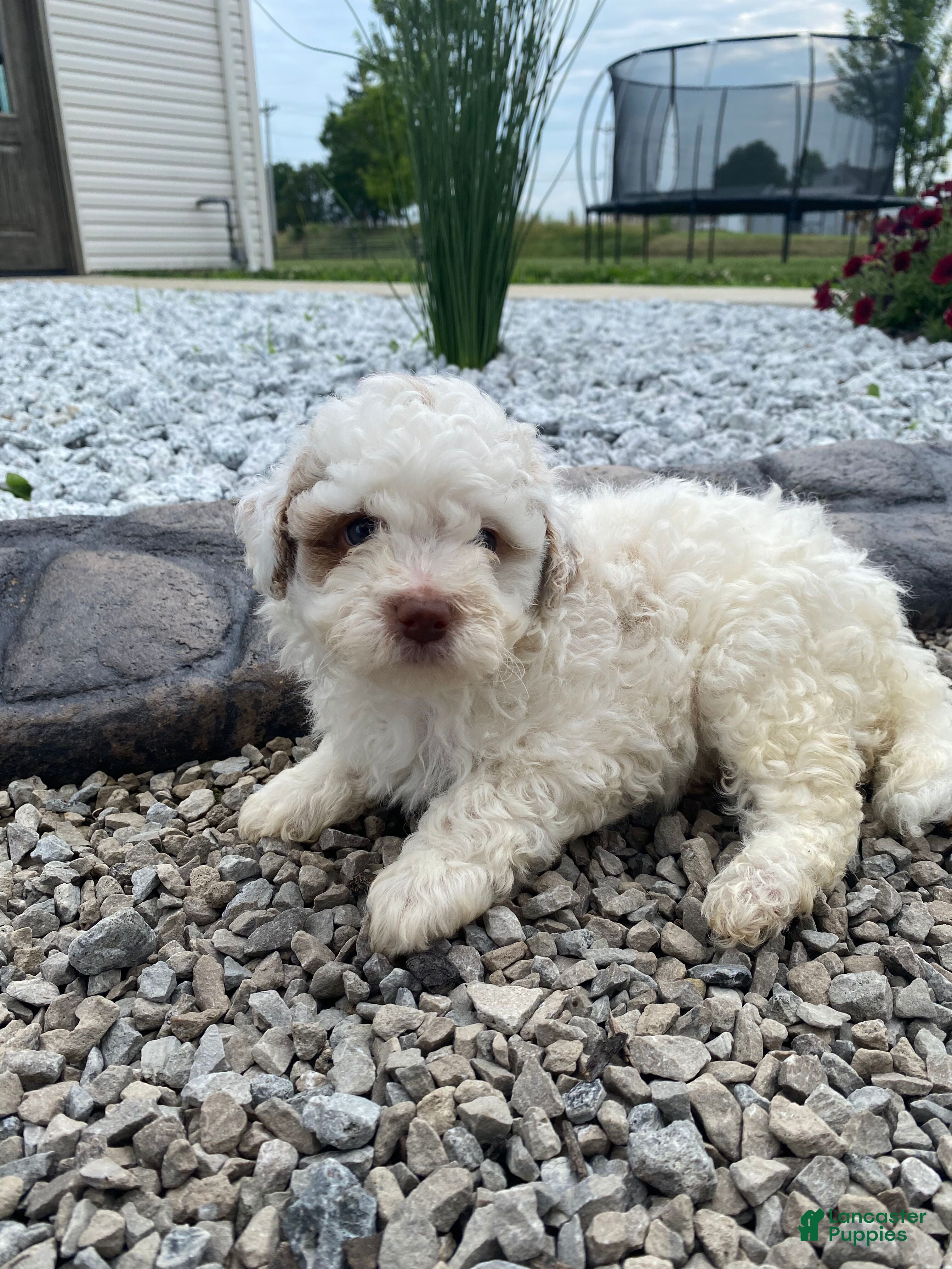 Miniature Poodle dogs Logan - Ad 1