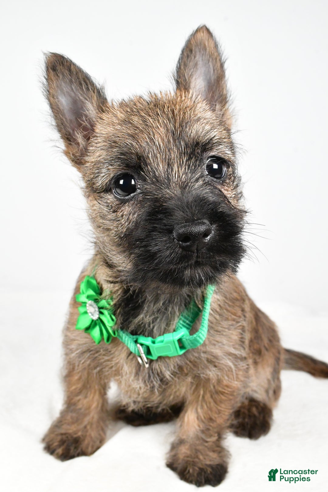 Cairn Terrier dogs for sale: Gabby - Ad 7