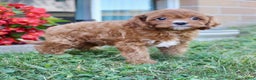 Cavapoo dogs for sale: Parker - Ad 11