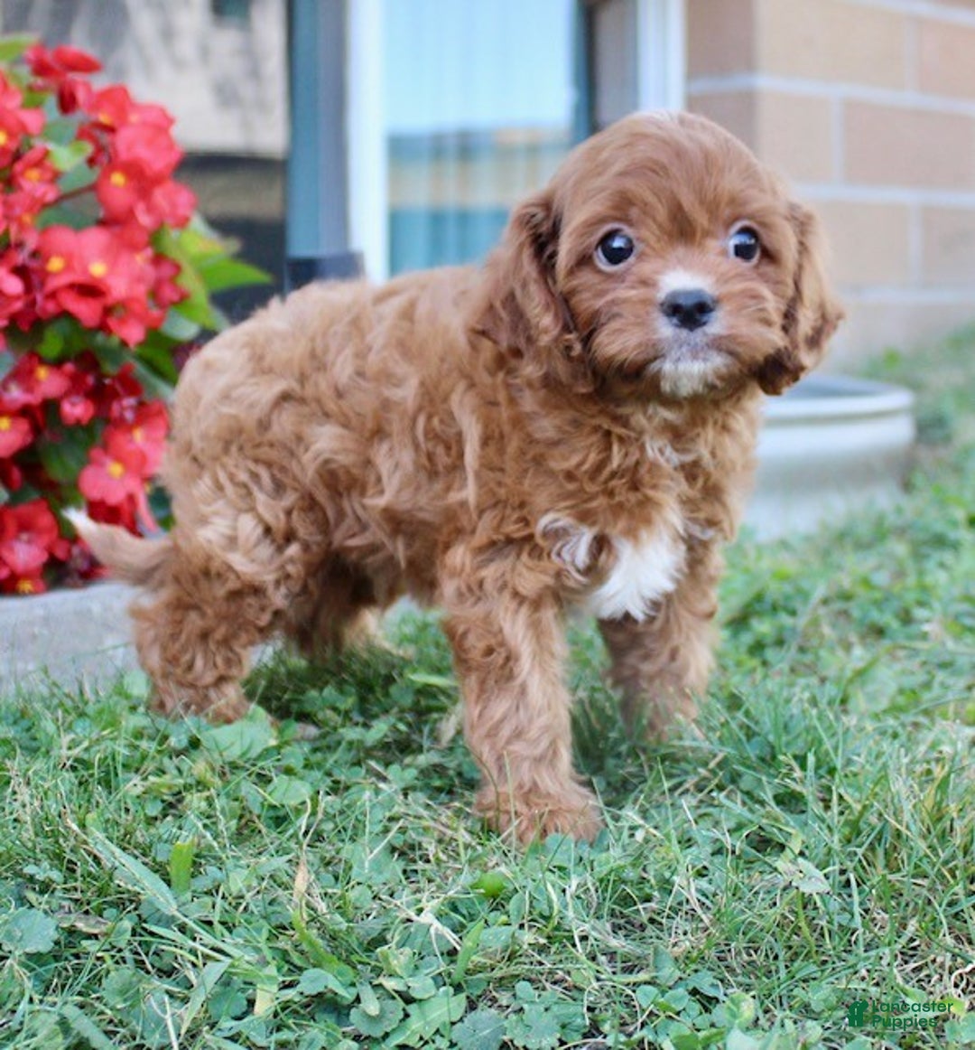 Cavapoo dogs for sale: Parker - Ad 11