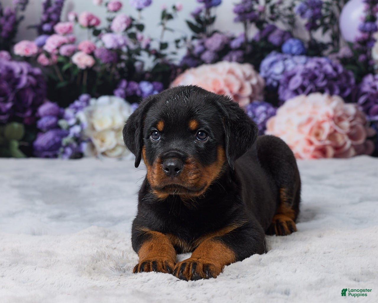 Rottweiler dogs Rocky - Ad 2