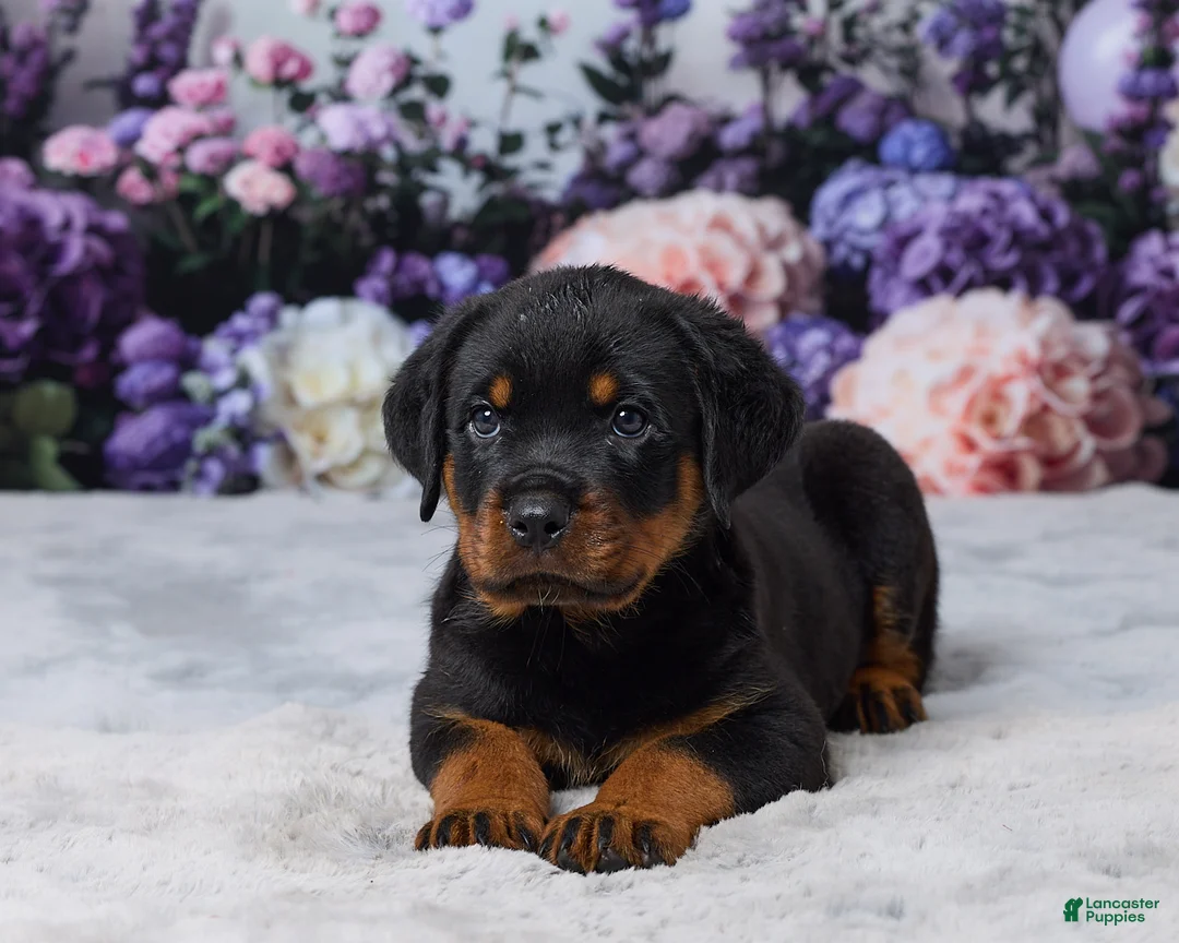 Rottweiler dogs for sale: Rocky - Ad 2
