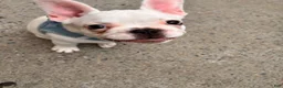 French Bulldog dogs for sale: French Bulldog 1 - Ad 8