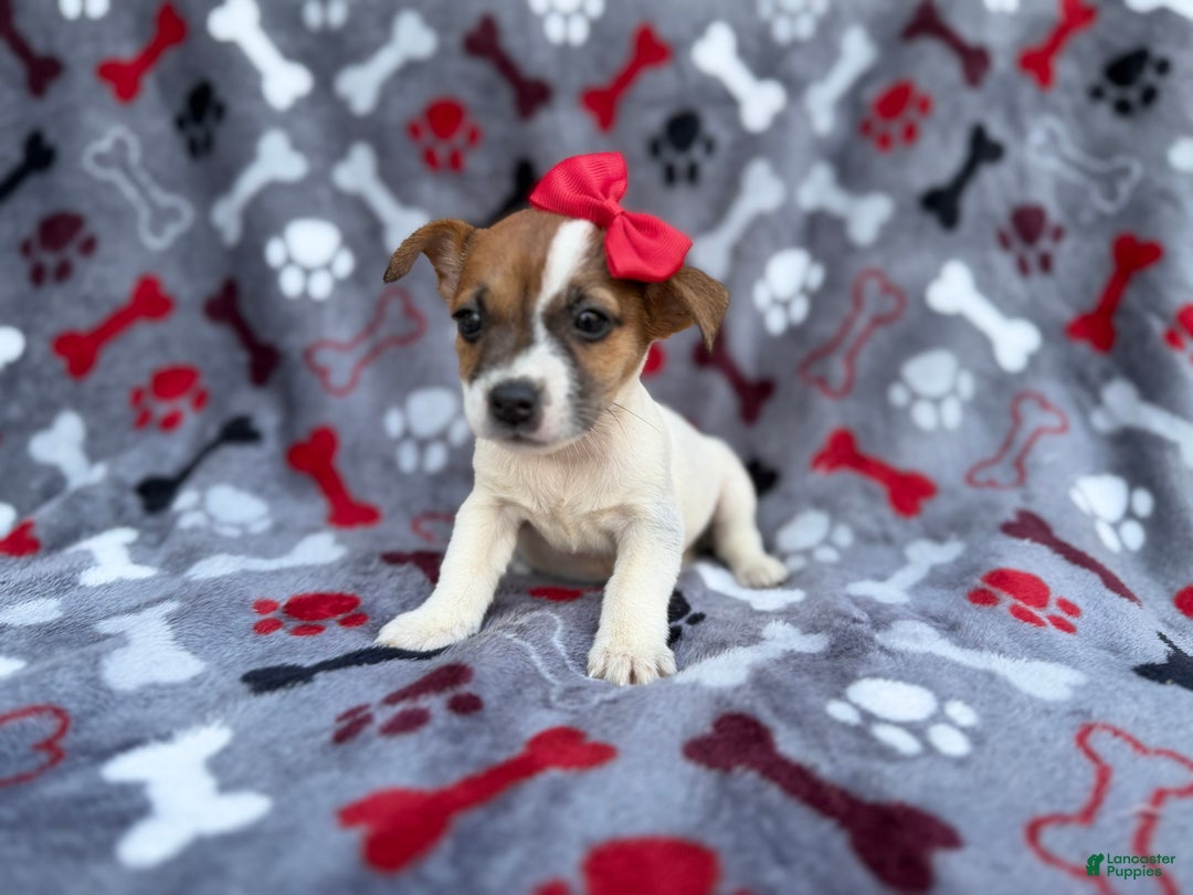 Jack Russell Terrier dogs for sale: Briar - Ad 8