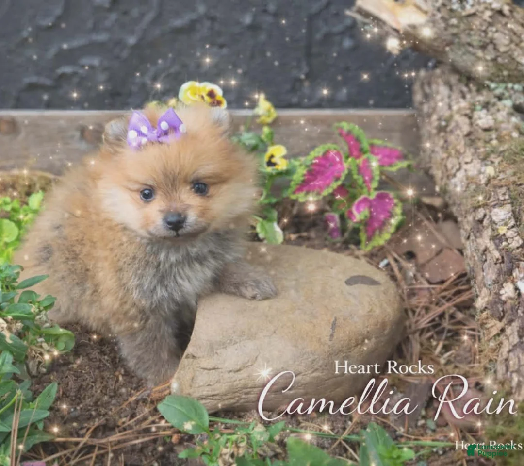 Pomeranian dogs for sale: Camilla Rein - Ad 1