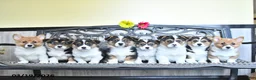 Welsh Corgi Pembroke dogs for sale: Simon - Ad 5