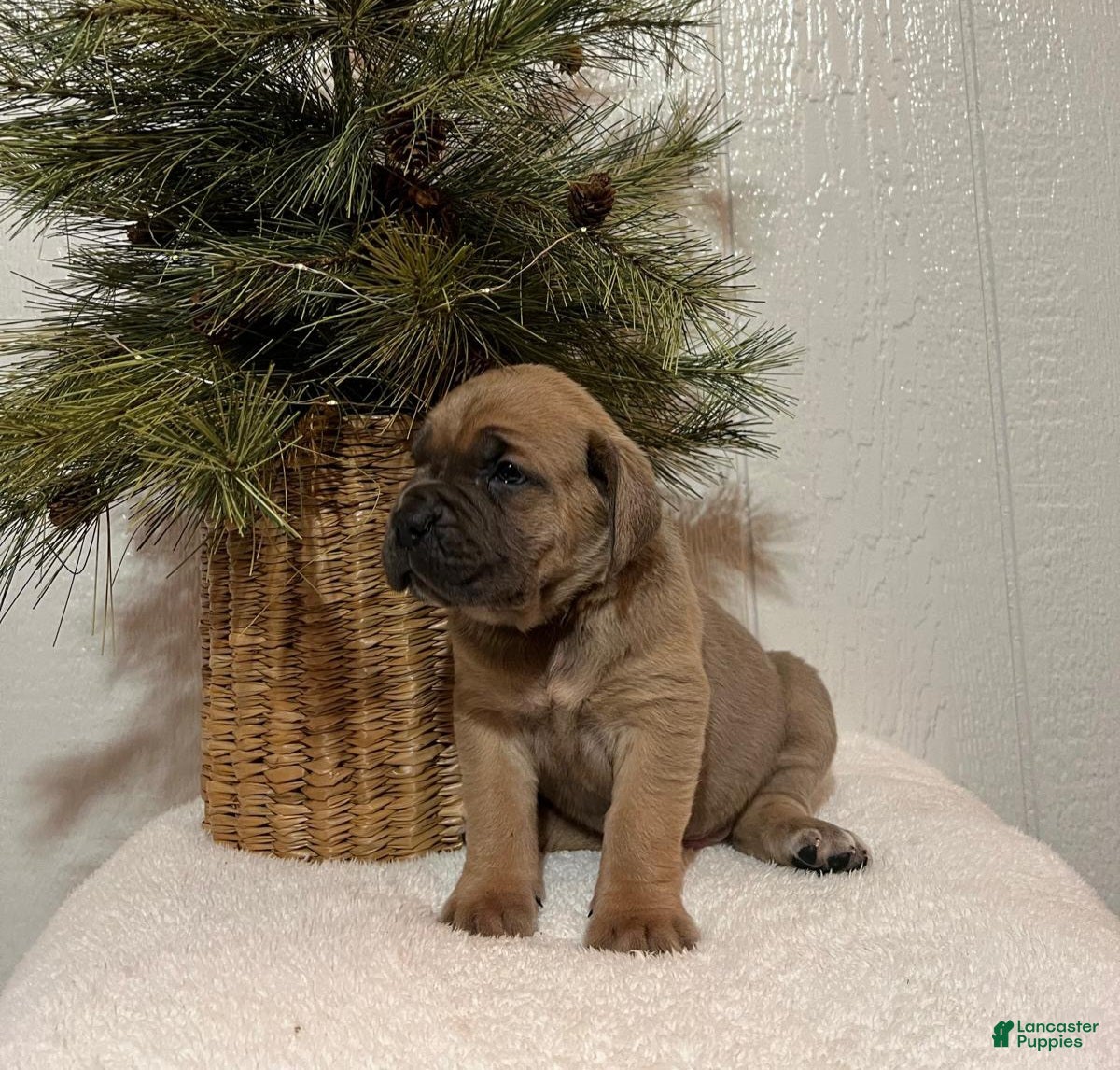 Cane Corso dogs Bruce - Ad 2