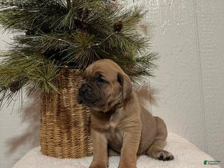Cane Corso dogs Bruce - Ad 10