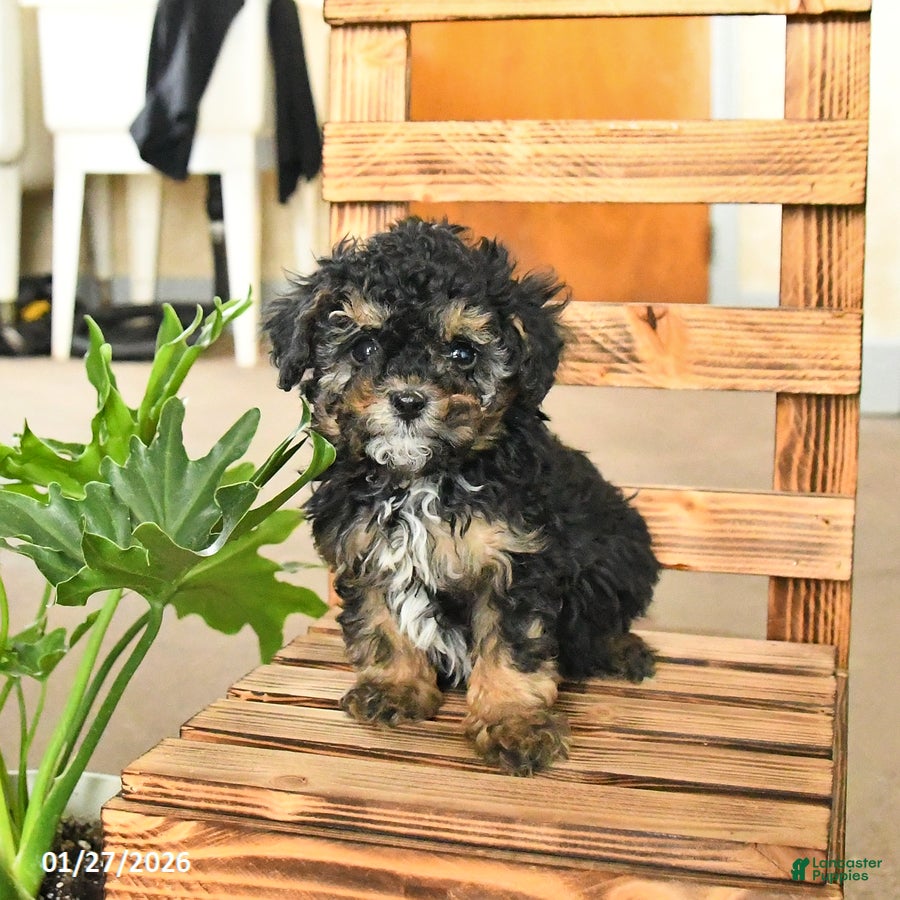 Miniature Poodle dogs Augusta - Ad 19