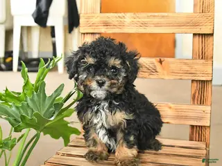 Miniature Poodle dogs Augusta - Ad 19