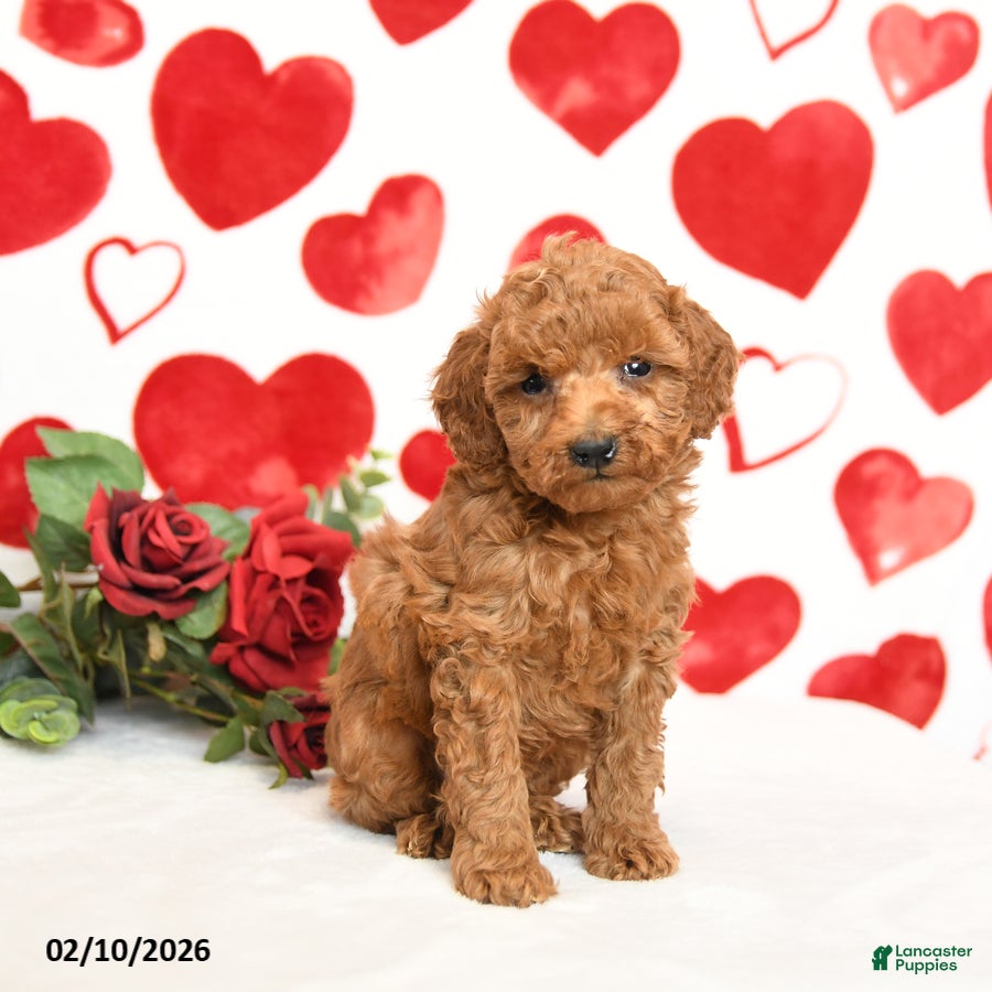 Miniature Poodle dogs Handsome - Ad 21