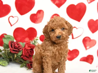Miniature Poodle dogs Handsome - Ad 21