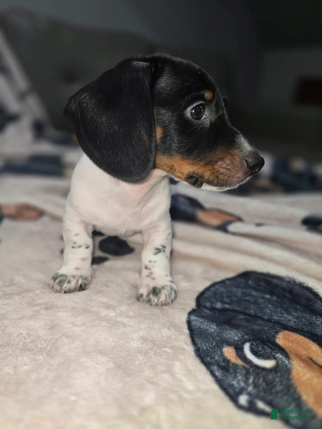 Dachshund dogs for sale: Ryatt - mini - Ad 4