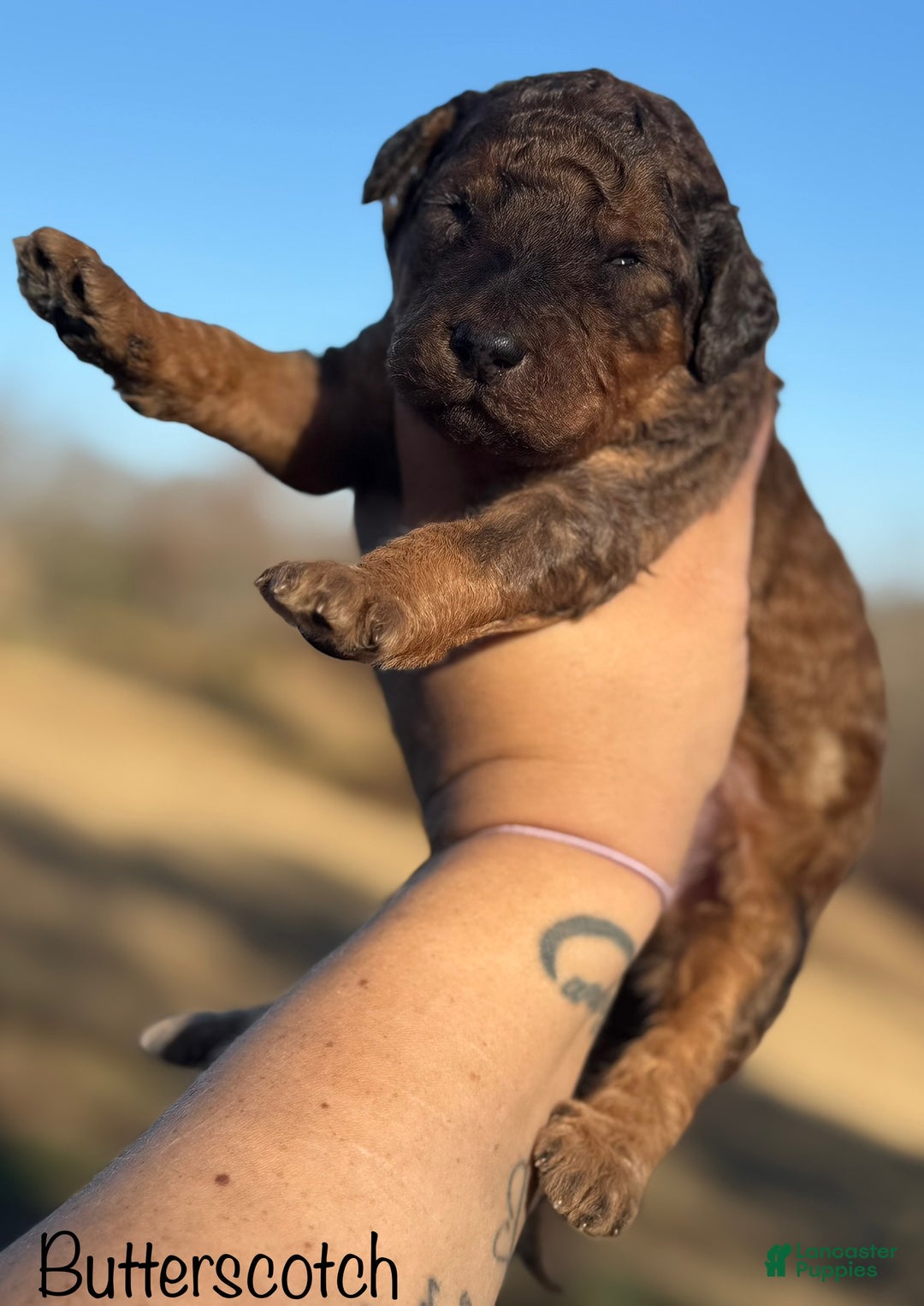 Sheepadoodle dogs for sale: Butterscotch - Ad 3