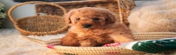 Miniature Poodle dogs for sale: Hudson - Ad 4