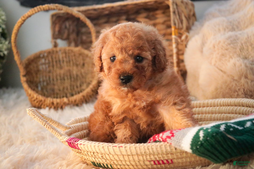 Miniature Poodle dogs for sale: Hudson - Ad 4