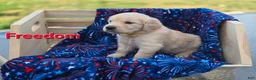 Golden Retriever dogs for sale: Golden Retriever 2 - Ad 3