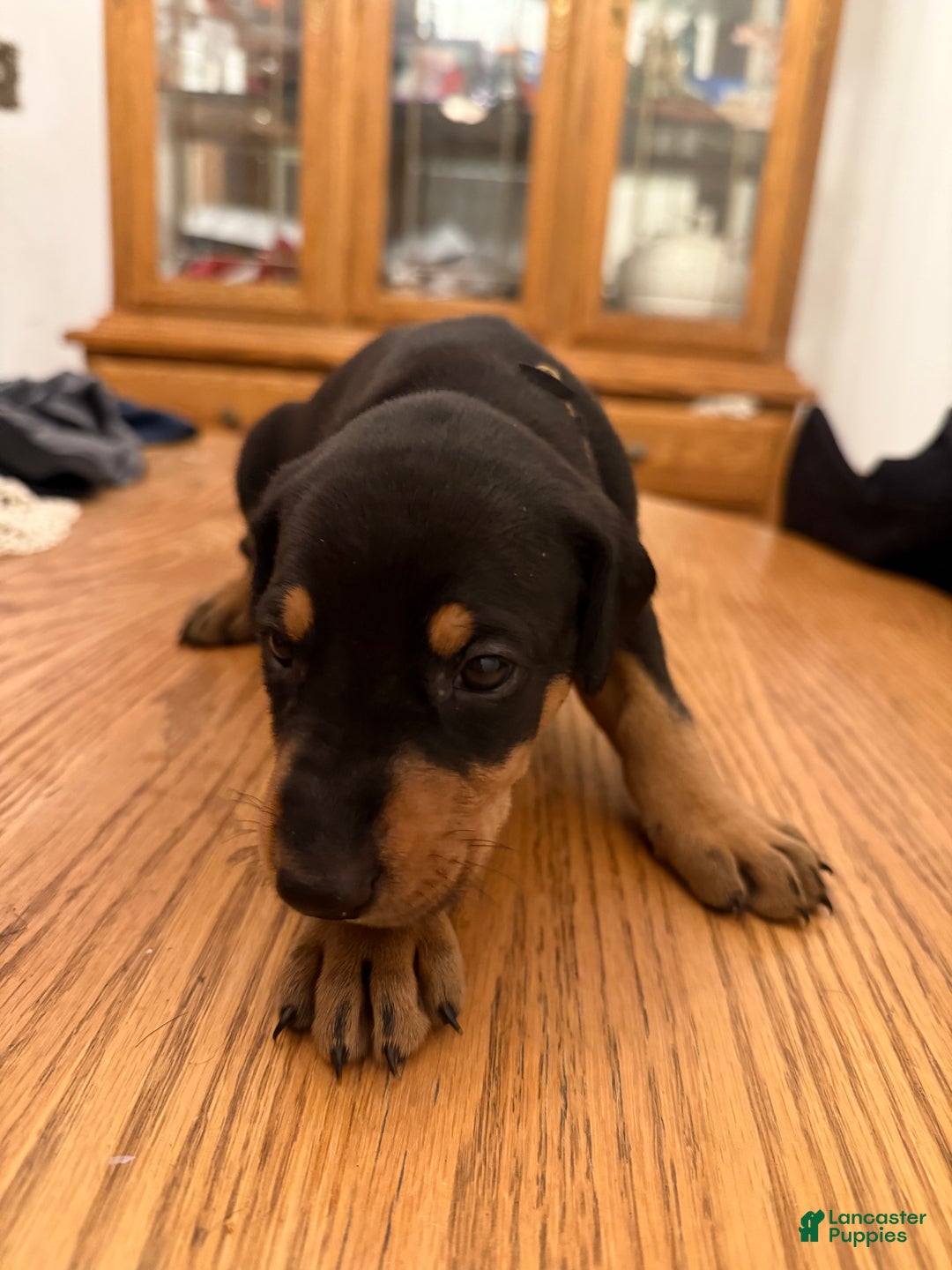 Doberman Pinscher dogs for sale: Tj - Ad 1