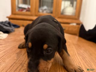 Doberman Pinscher dogs Tj - Ad 40