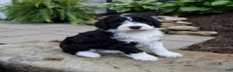 Mixed Breed dogs for sale: Flash - Ad 5